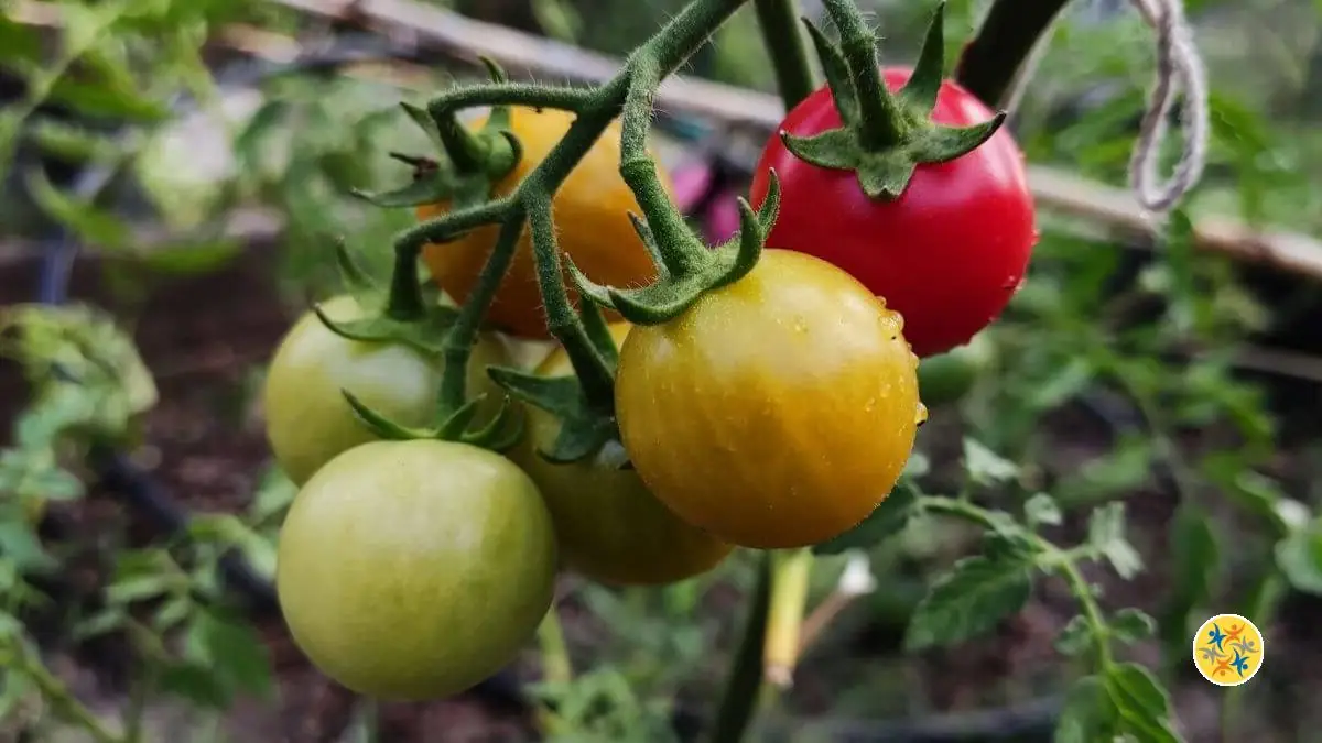 Comment Prendre Soin de mes Tomates pour qu
