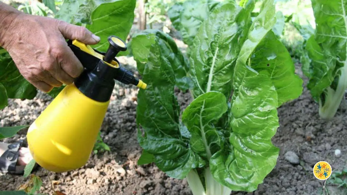 Comment Préparer un Désherbant Naturel Efficace et Ecologique
