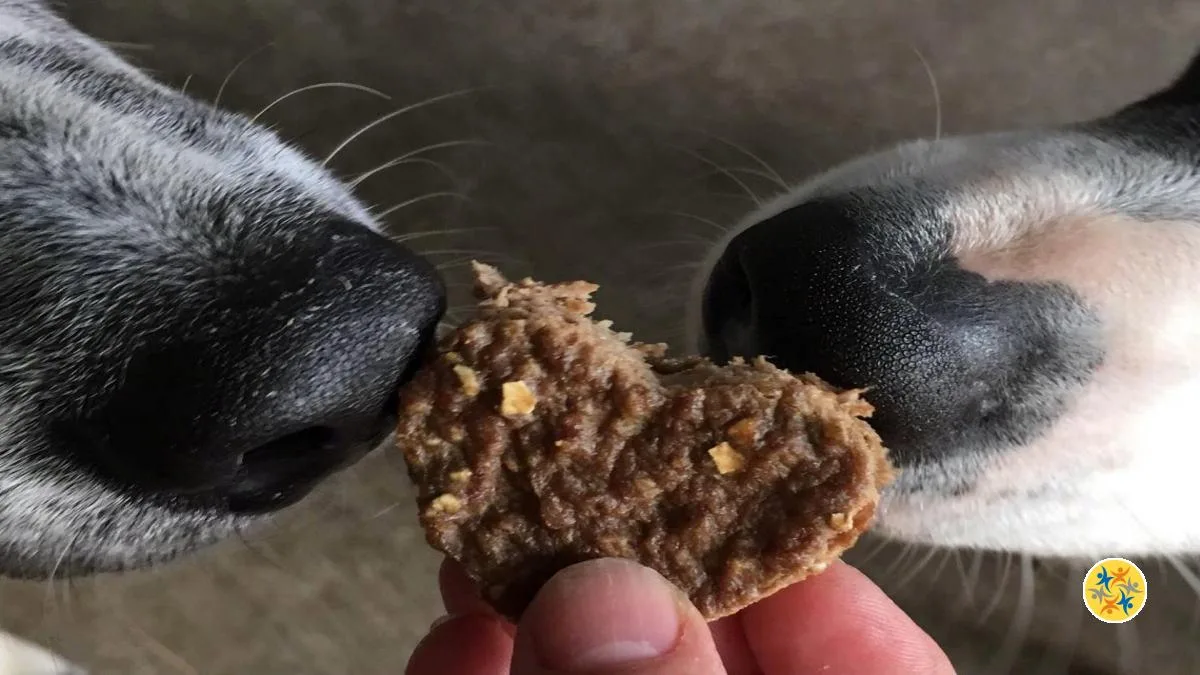 Comment Préparer les Gâteries pour Chiens sans Cuisson