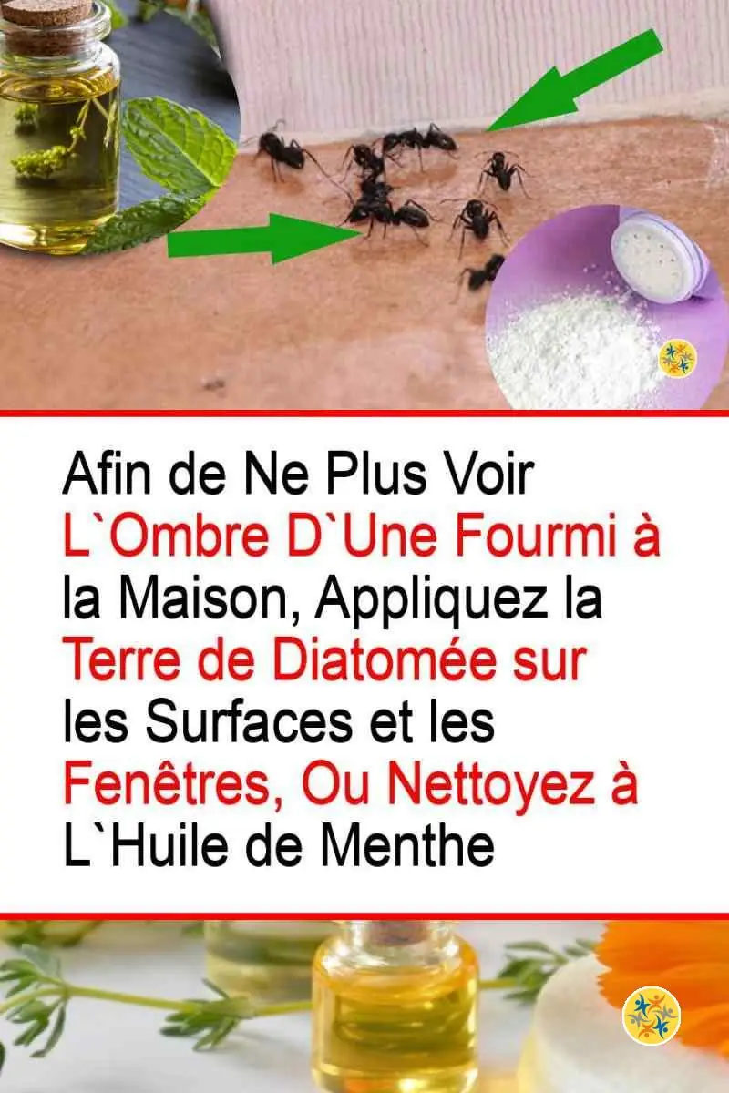 Comment Expulser les Insectes dont les Fourmis de 2 Manières Différentes? 12 Produits écologiques puissants face aux insectes