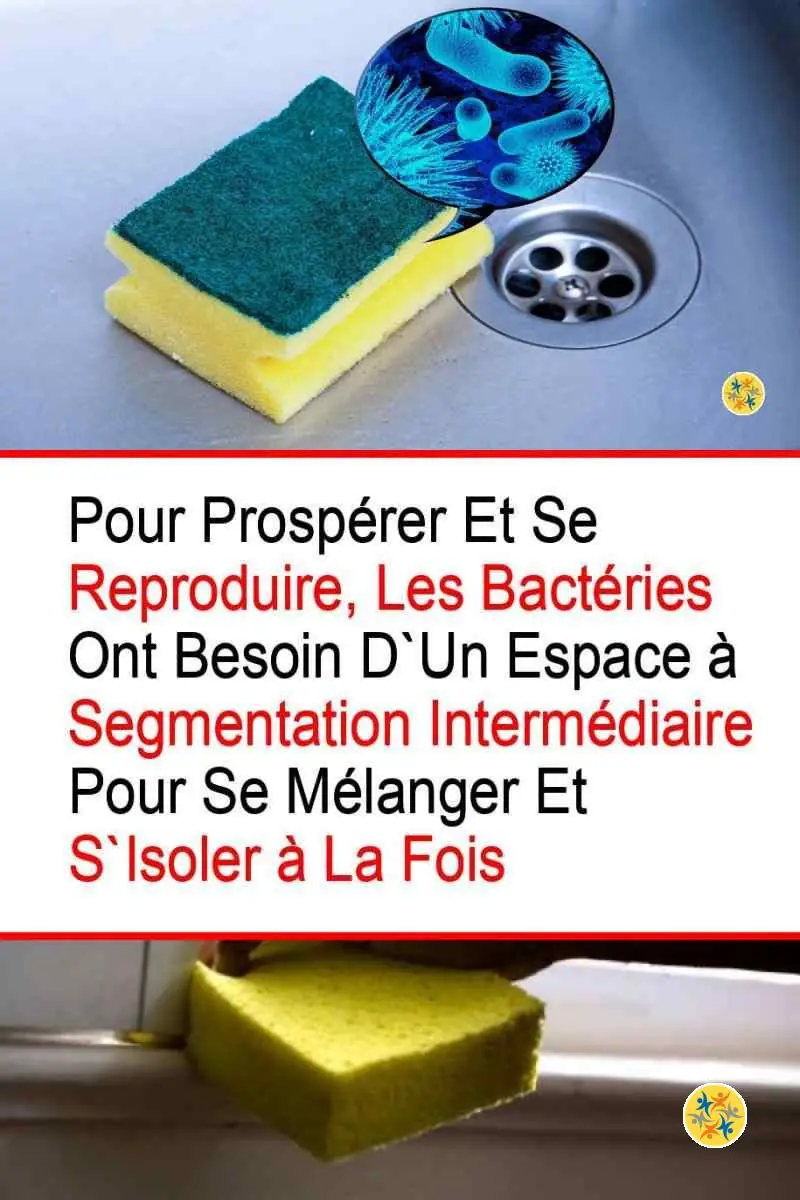 L'Eponge et la Prolifération Bactérienne: 2 Informations que vous devez Savoir 4 Prolifération des microbes assurée par la structure d'une éponge