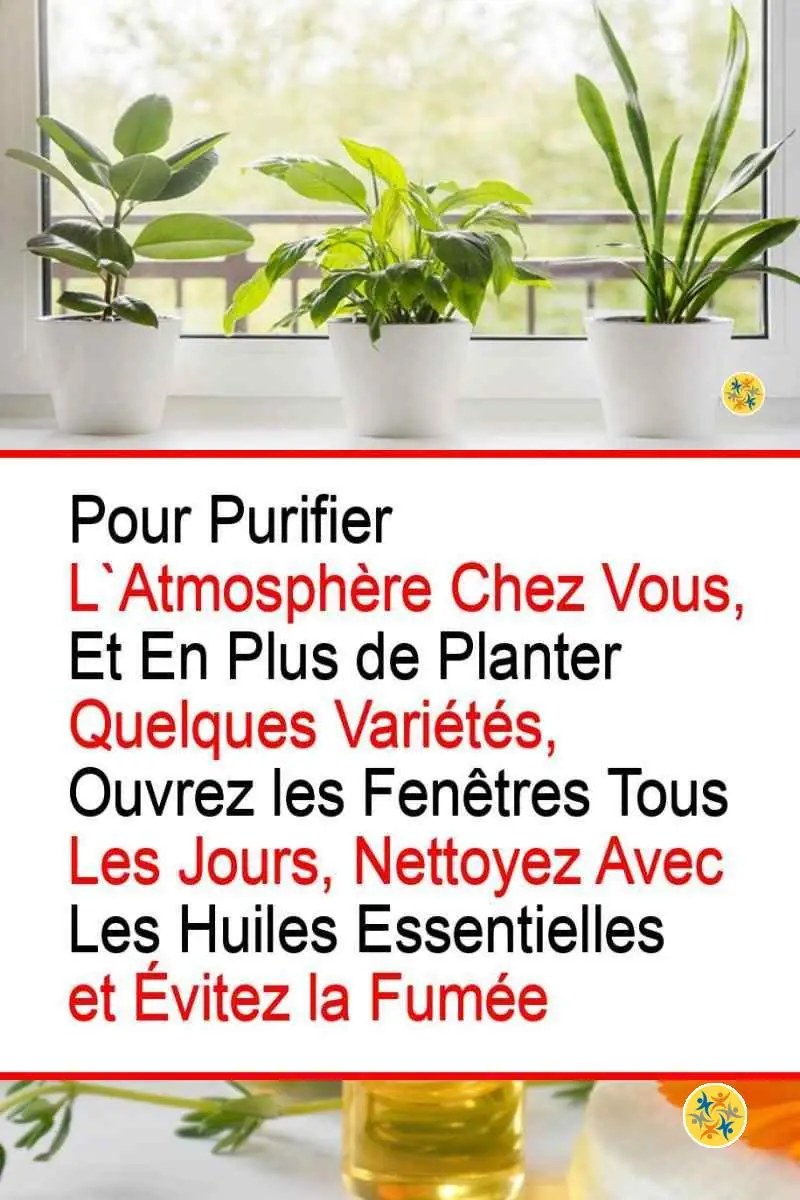 Dépolluez l'Air de votre Maison en faisant Pousser ces 8 Plantes d'Intérieur 4 Recommandations pour dépolluer l'air chez soi