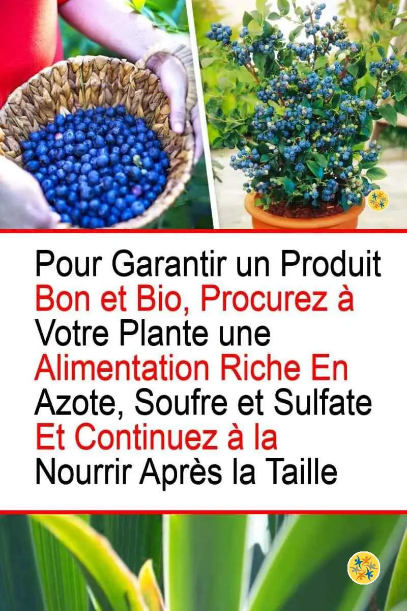 4 Conditions Vitales pour Vos Myrtilles afin de les Avoir bien Fraîches et Délicieuses 12 Qualité nutritionnelle exigée par les myrtilles