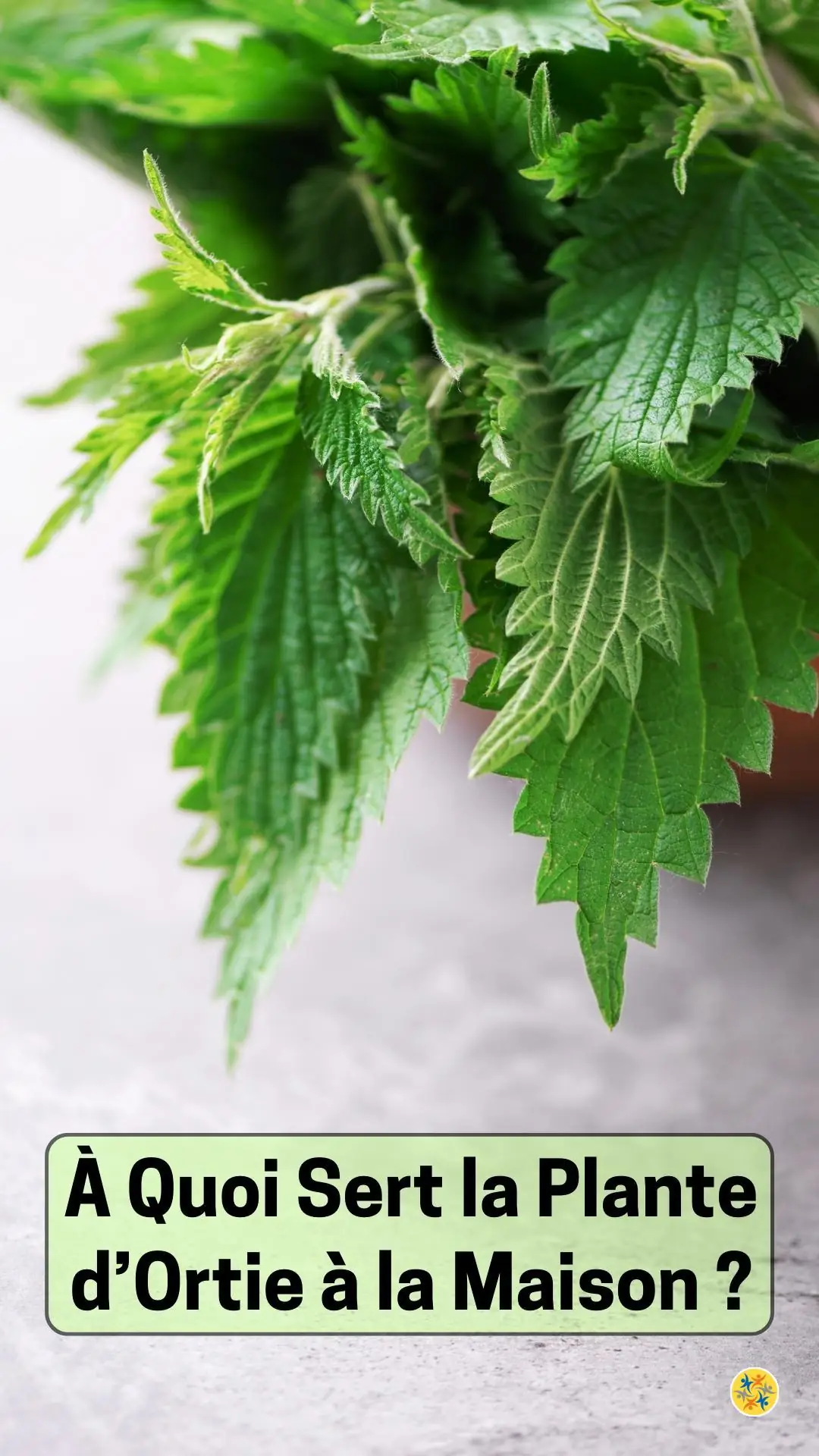 Raisons pour cultiver la plante d’ortie 