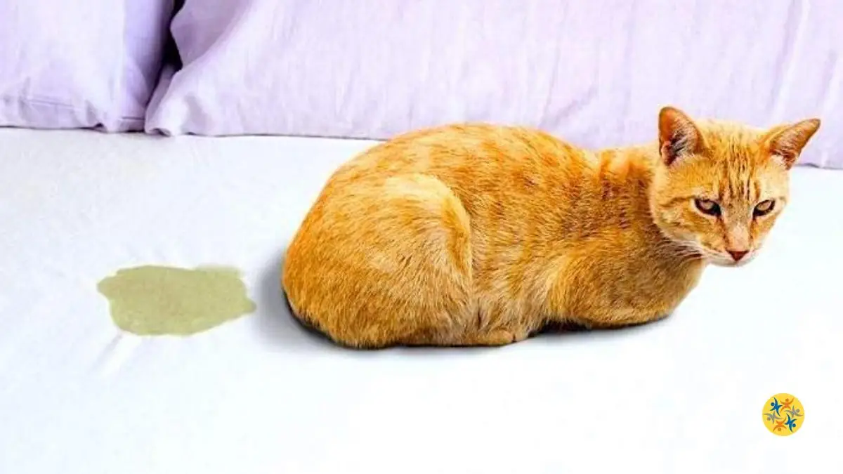 4 Raisons qui Expliquent un Pipi de Chat sur votre Propre Matelas