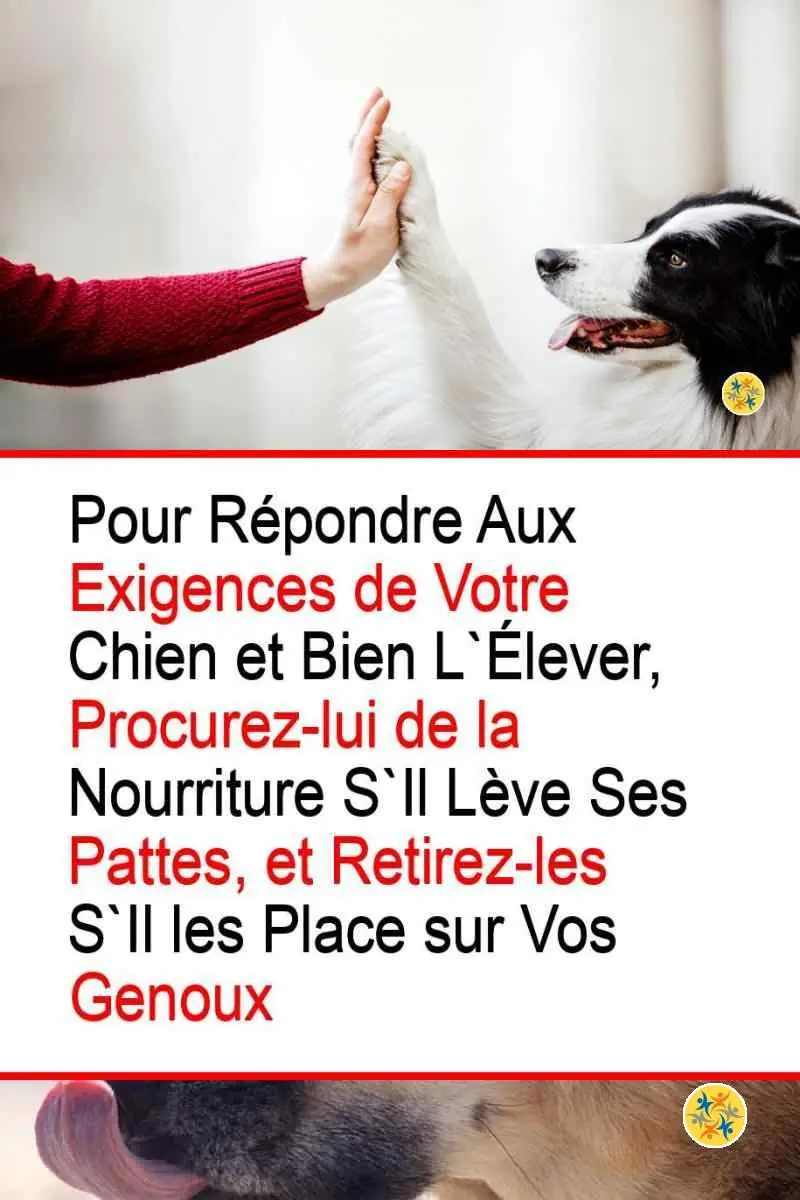 Comment un Chien vous Parle en utilisant 7 Parties de son Corps? 4 Réactions face aux mouvements des pattes de votre chien