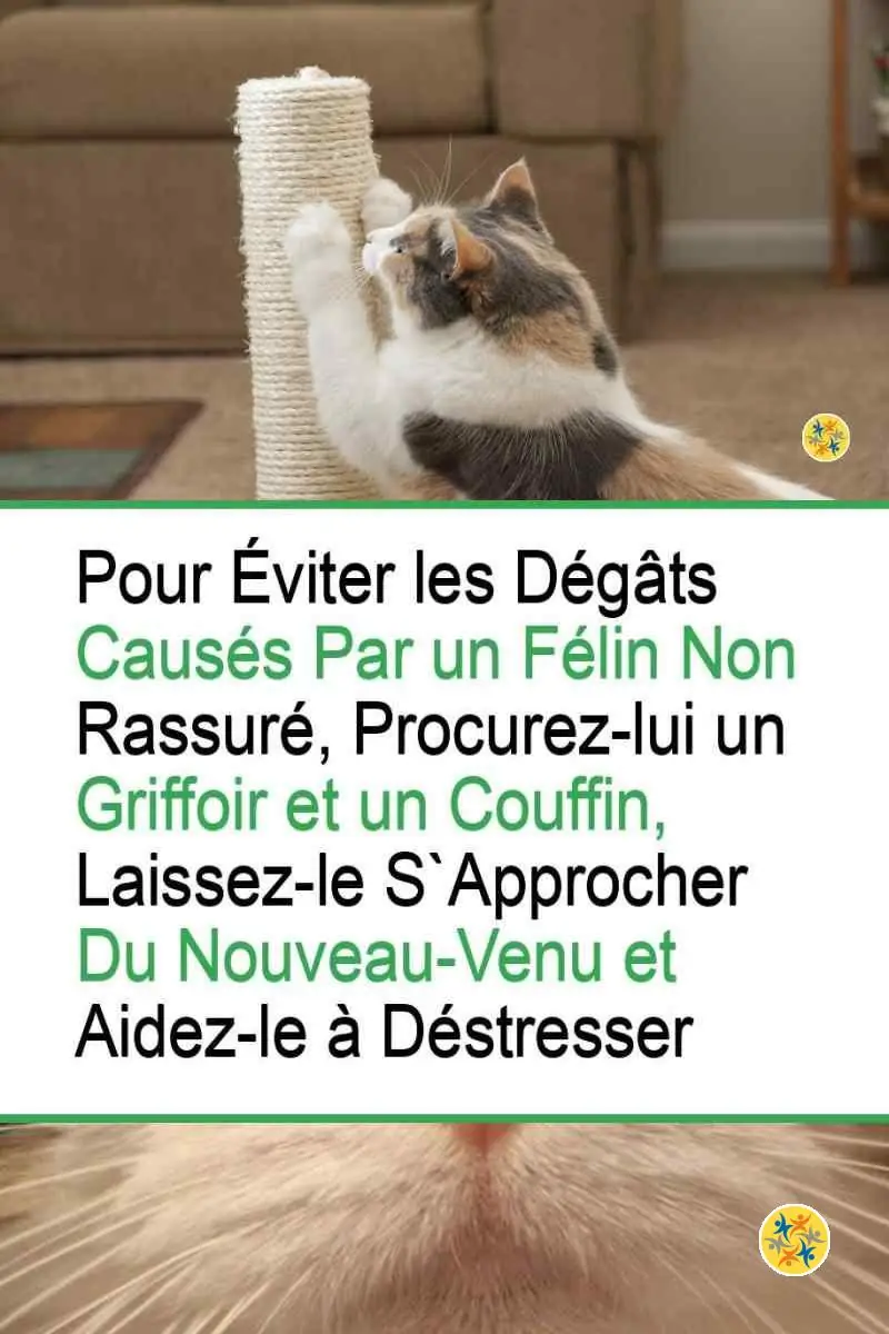 4 Recommandations pour que votre Chat Puisse Cohabiter avec un Nouveau-venu 4 Vos réactions quand un chat refuse une nouvelle présence