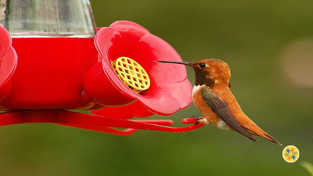 Comment Faire un Nectar Maison Pour les Colibris