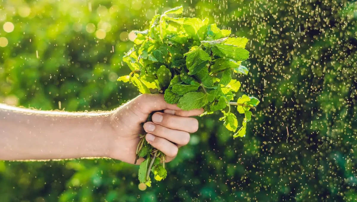 Comment cultiver de la menthe en pot sur votre balcon : guide simple et pratique