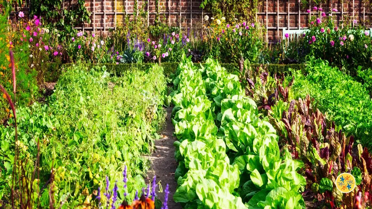 5 Combinaisons de Plantes à Faire au Jardin Pour une Meilleure Récolte