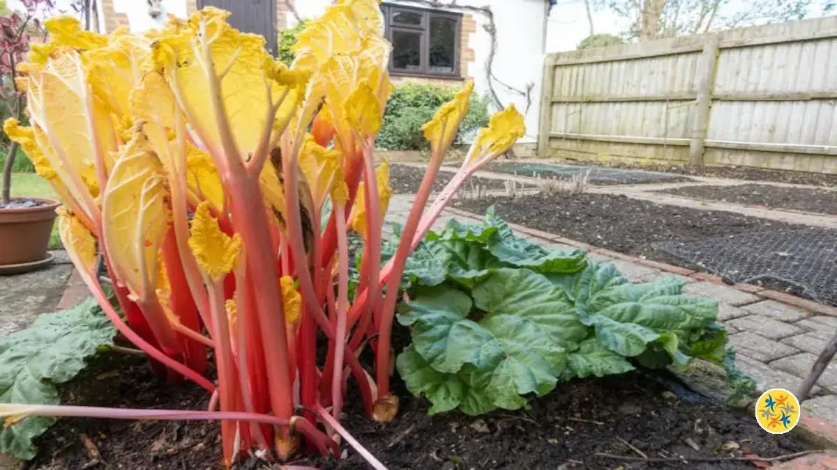 Comment Obtenir une Meilleure Récolte de Rhubarbe en la Forçant?