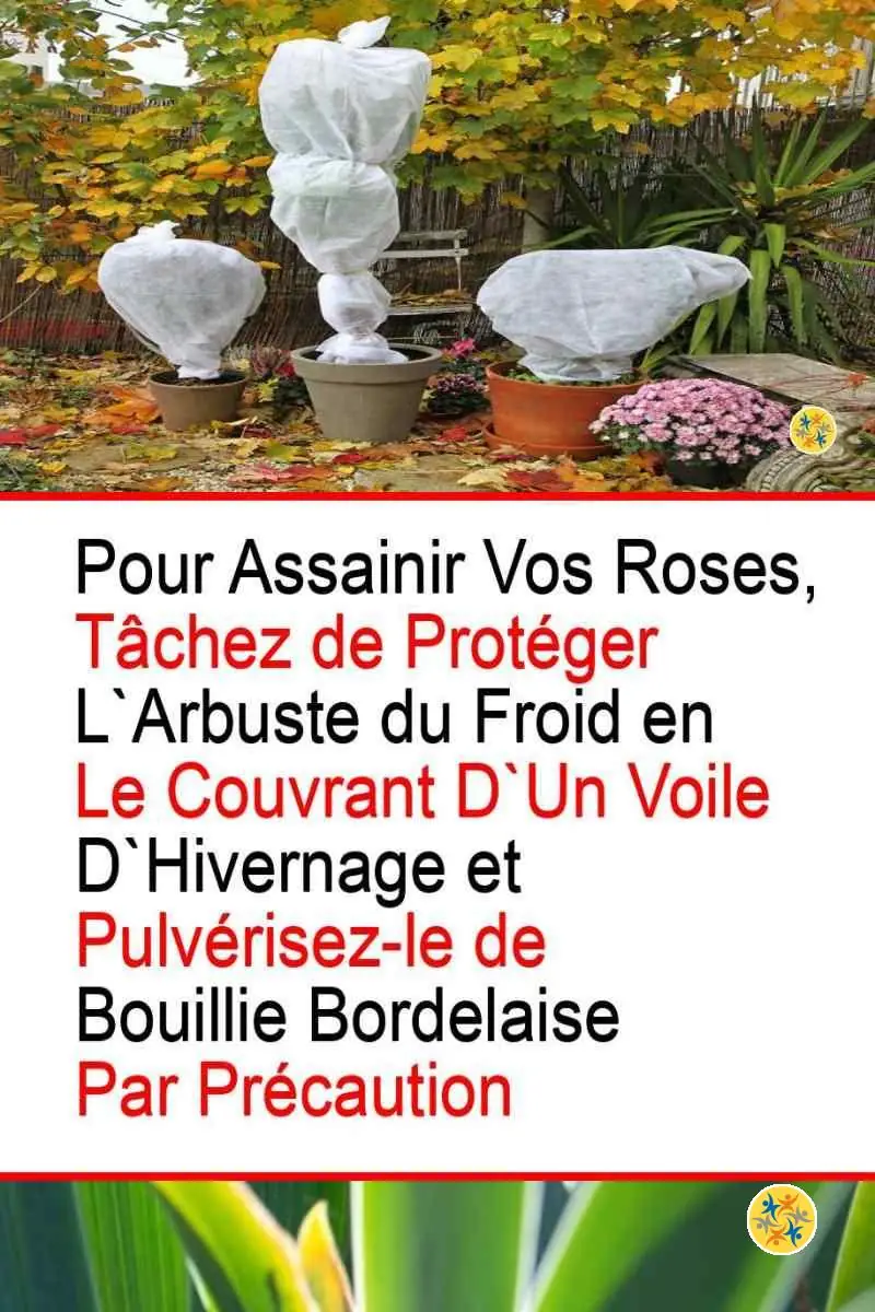 Taillez vos Rosiers Convenablement en suivant 4 Conseils Judicieux 8 Recommandations pour la protection des rosiers