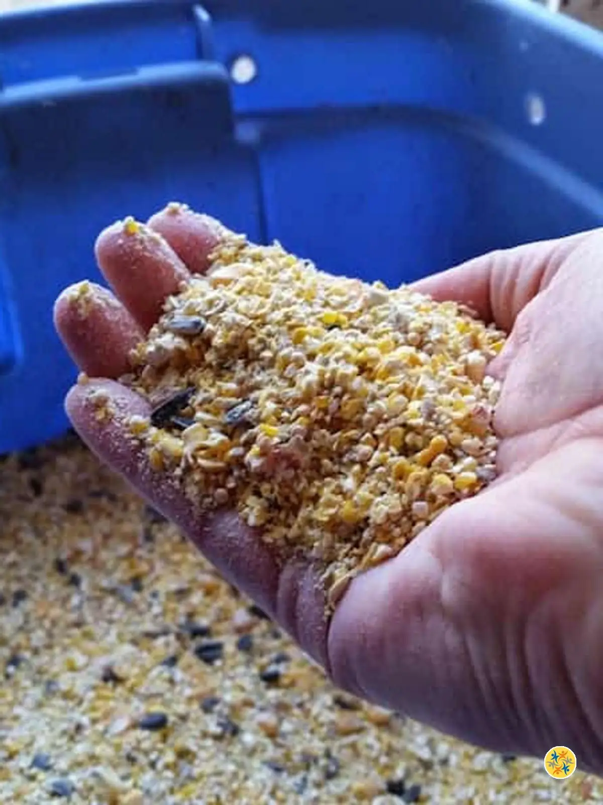 Récupérer les sacs de grains endommagés pour nourrir les poules