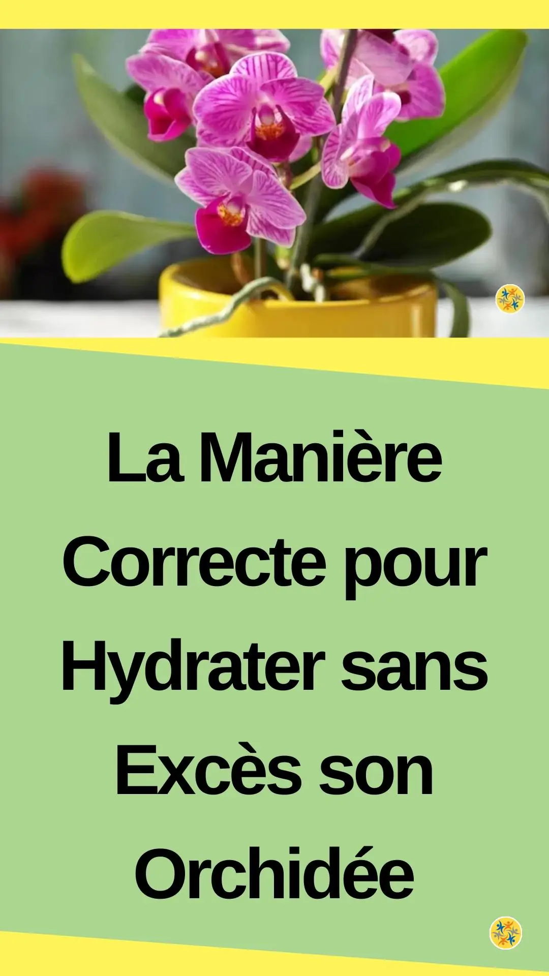 Conseils d'arrosage des orchidées et erreurs à éviter 