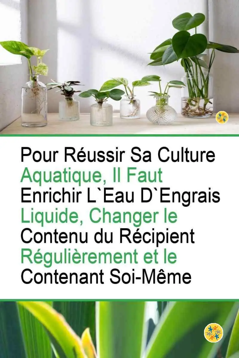 Cultivez ces 7 Espèces Végétales dans l'Eau et Profitez-en 8 Règles générales de "Hydro-culture" de certaines espèces