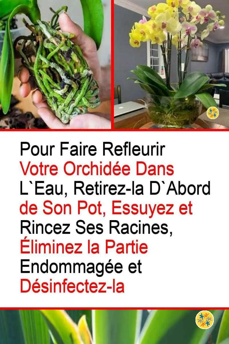 La Culture Hydroponique des Orchidées en 4 Étapes Aisées et Rapides 12 Règles de la culture hydroponique des orchidées