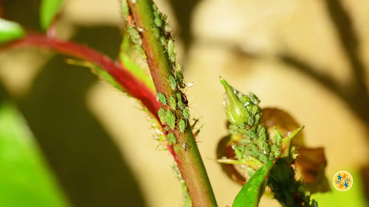 Répulsif Naturel Anti-Pucerons