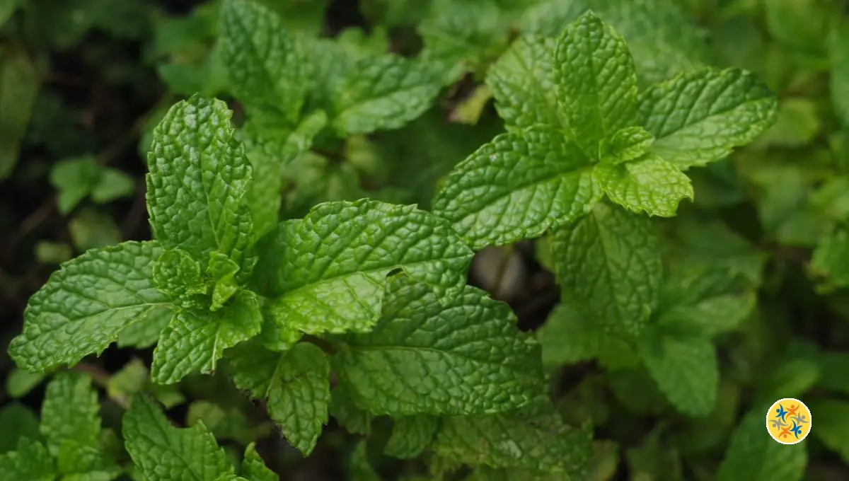 La Menthe : Répulsif Naturel pour Nuisibles