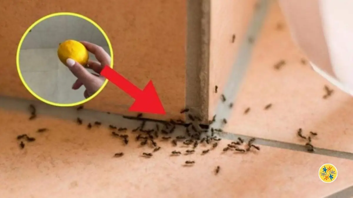 Répulsif Naturel contre les Fourmis et toutes les Petites Bêtes