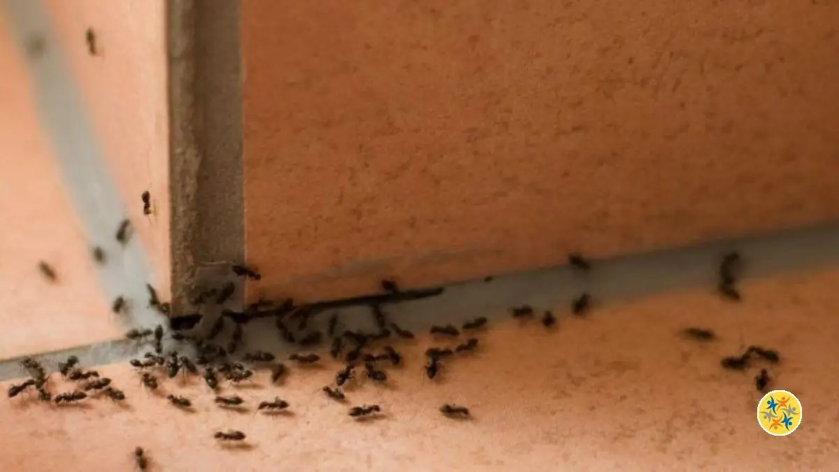 Un Répulsif Naturel et Ecologique Pour Lutter Contre les Fourmis