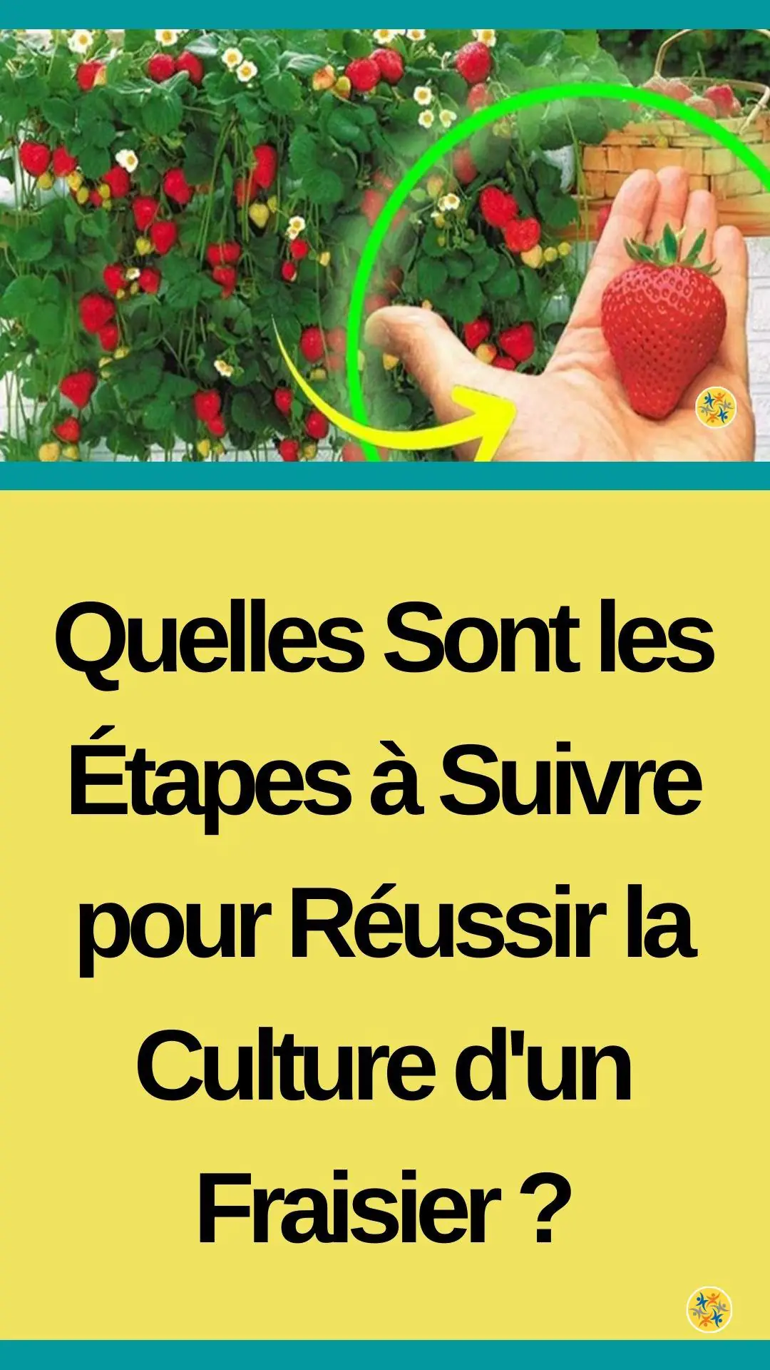 Conditions et règles pour planter des fraises