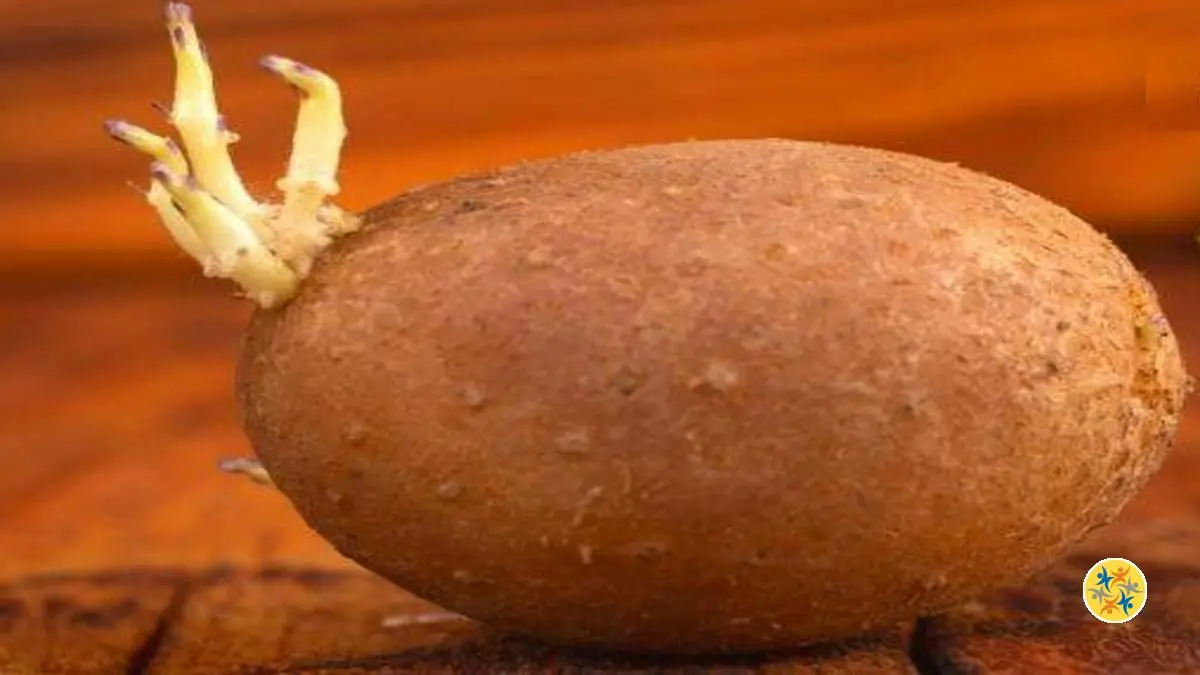 Peuton Manger les Pommes de Terre Germées Sans Risque Pour la Santé