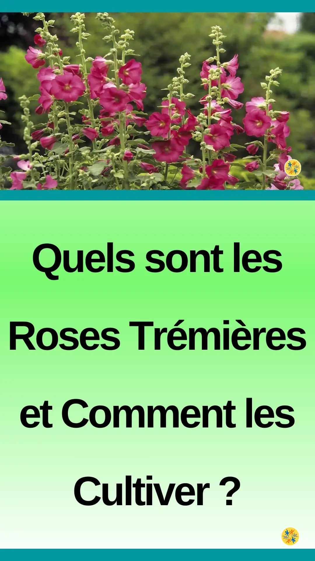 Réussir sa plantation des Trémières 