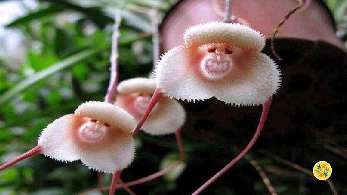 Le Secret des Orchidées à Tête de Singe ou Style Dracula