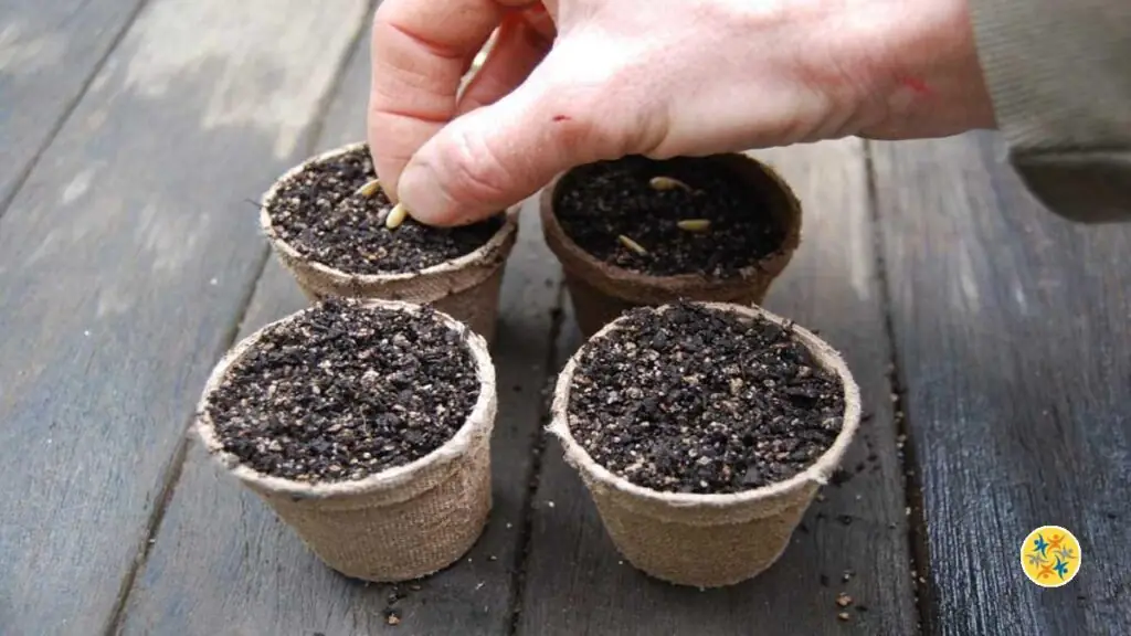 Semer les graines de mandarines dans un pot