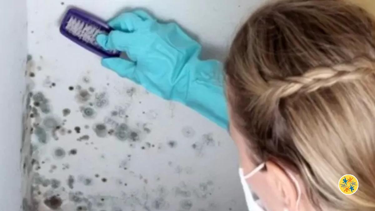 Comment Se Débarrasser de la Moisissure et ses Odeurs dans la Maison