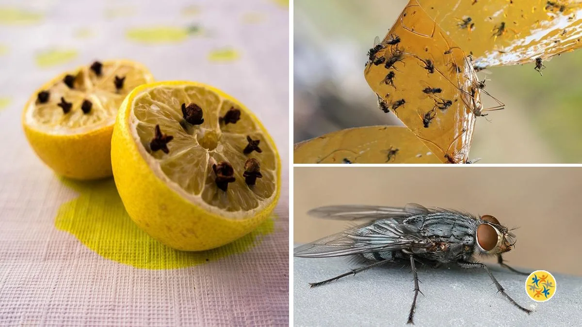Débarrassez-vous des Mouches Avec l’Une de Ces 16 Solutions Infaillibles