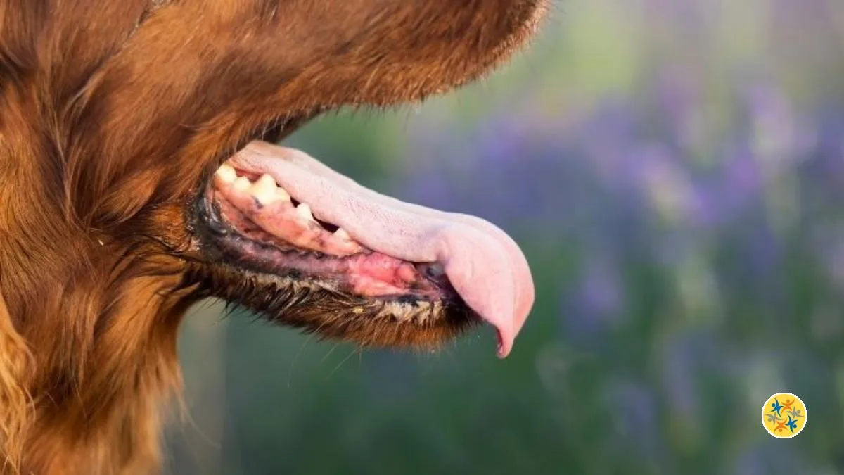 Comment Faire Pour Avoir Une Bonne Haleine A Son Chien