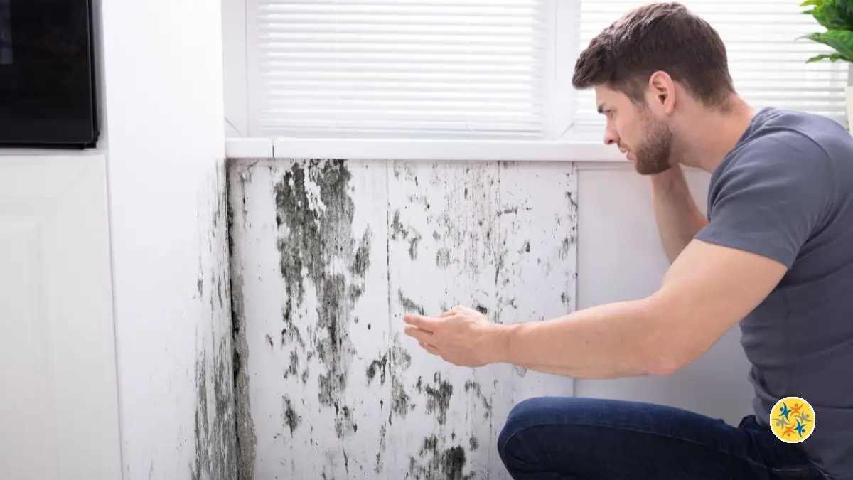 Une maison sans moisissures, c’est possible avec ces solutions naturelles !