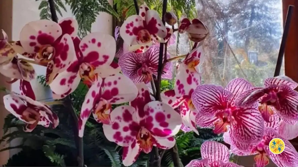 Comment Assainir mes Orchidées en les Taillant Correctement ?