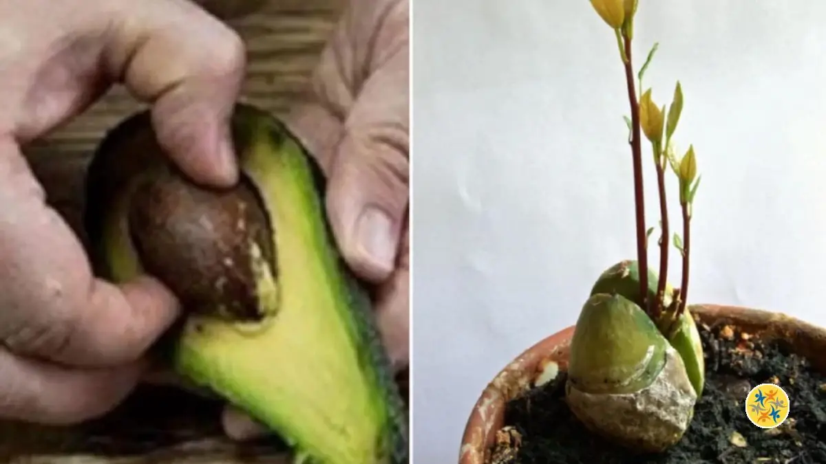 Faire pousser un avocat en 5 simples étapes