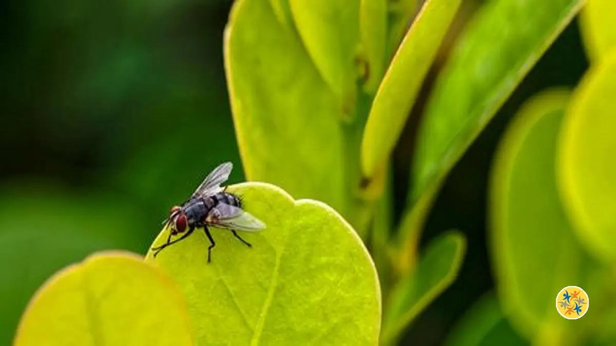 Lutter Contre les Mouches de la Maison avec 10 Techniques