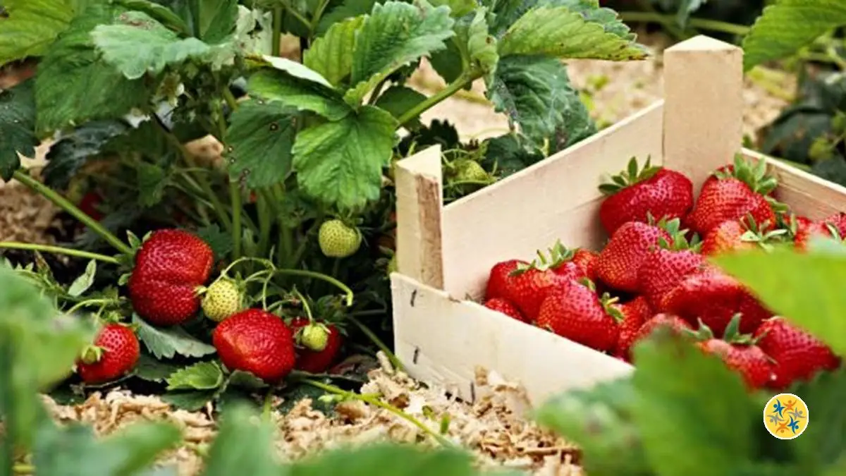 La récolte de la fraise
