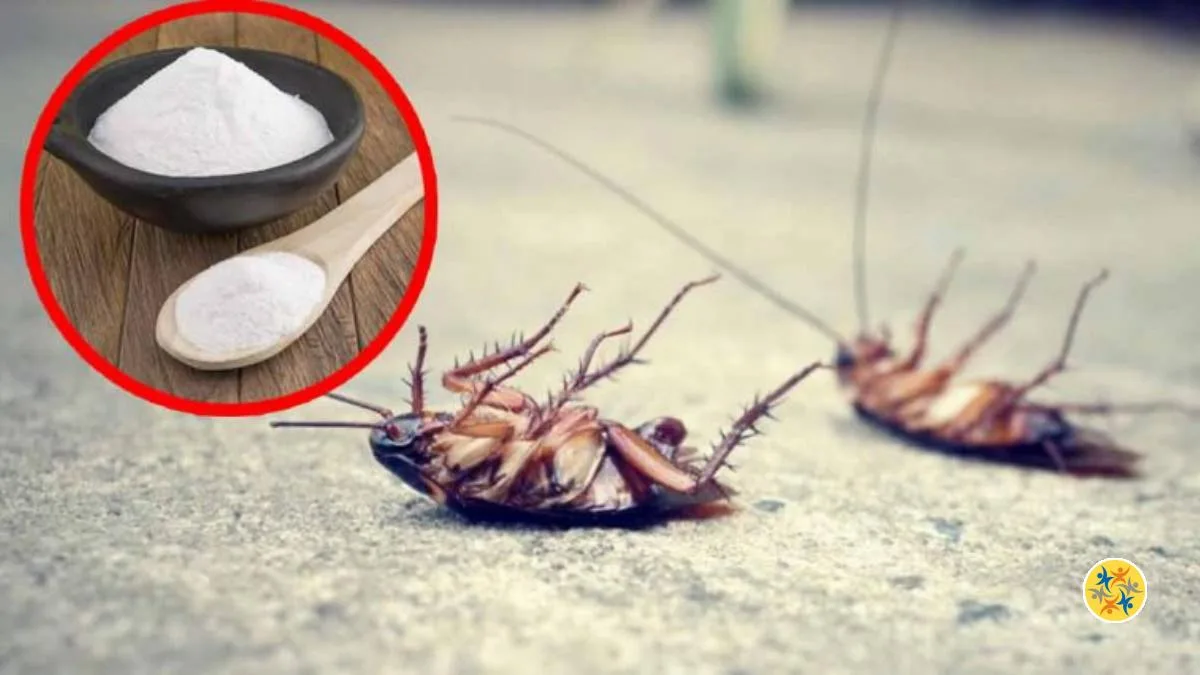 Luttez contre les insectes grâce au bicarbonate de soude