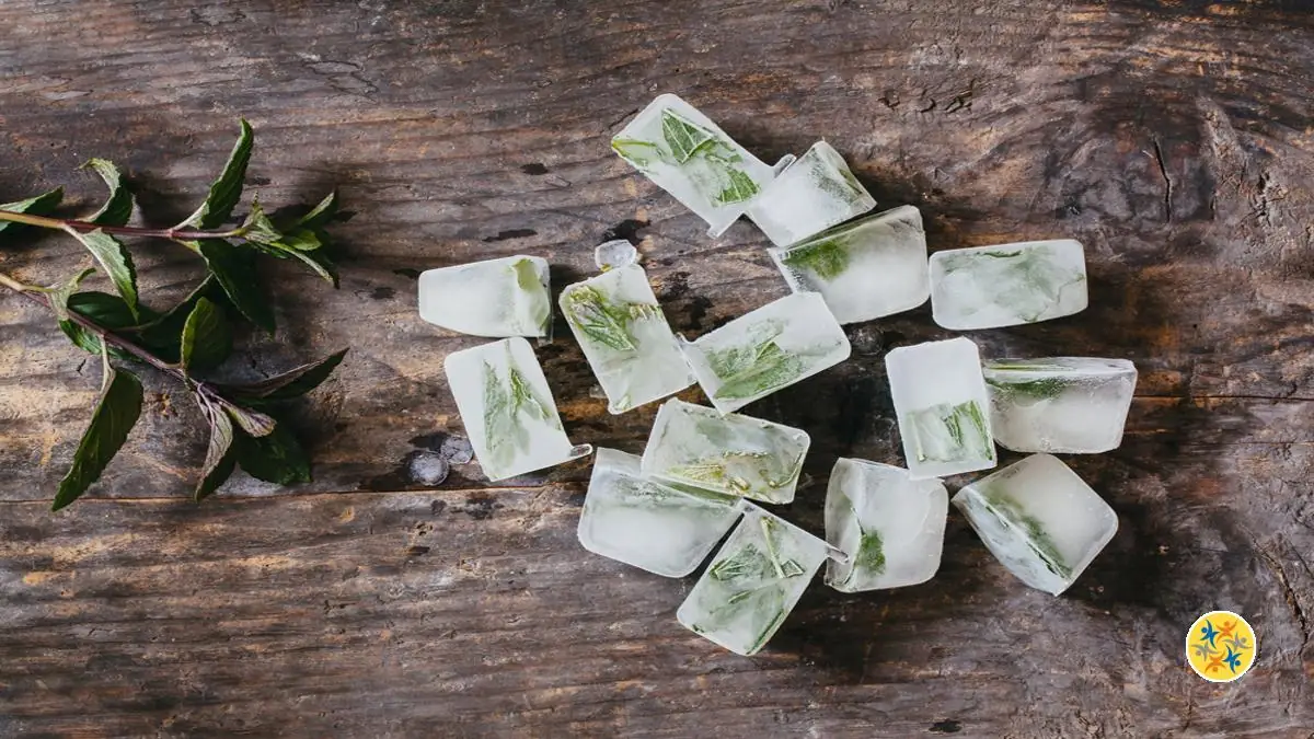 La Conservation de vos Herbes au Frais et en 4 Étapes 6 Des méthodes pour congeler les herbes aromatiques