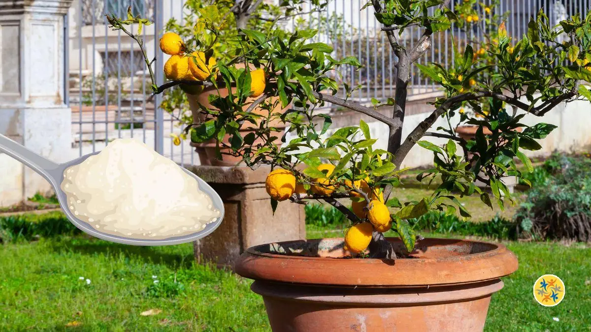 Faire Fleurir un Citronnier avec des Ingrédients Naturels