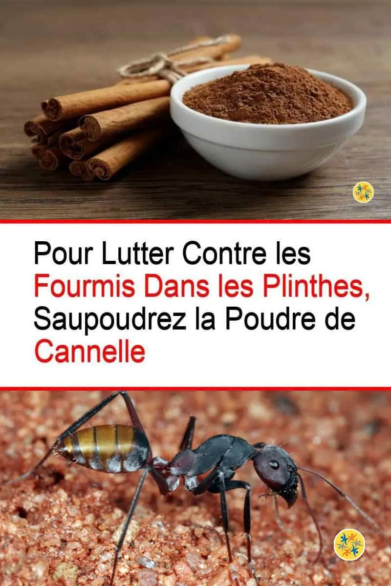 Lutter contre les fourmis dans les plinthes avec la cannelle