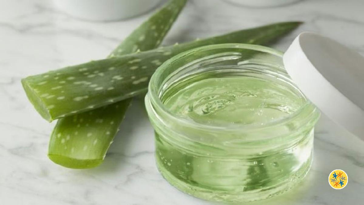 Comment Utiliser l’Aloe Vera Pour Faire son Propre Gel Maison