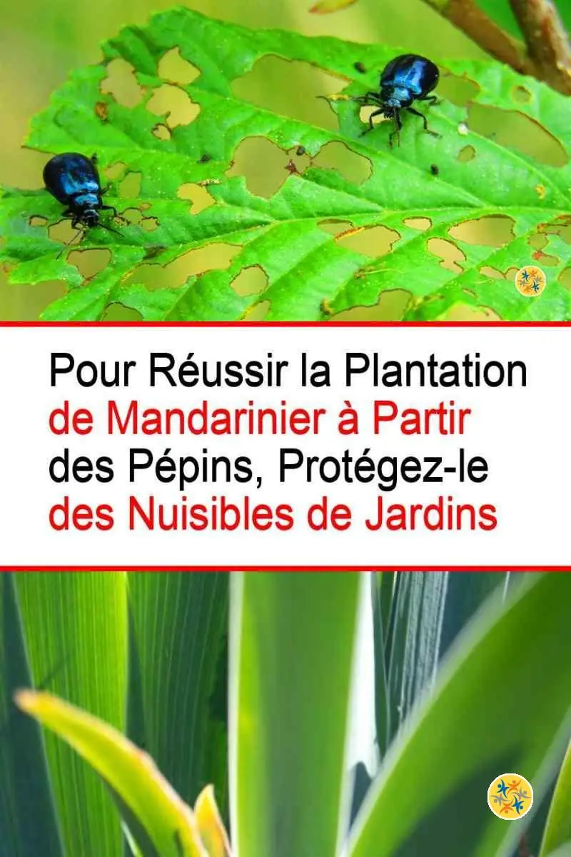 Réussir la plantation de mandarinier en le protégeant des nuisibles de jardins
