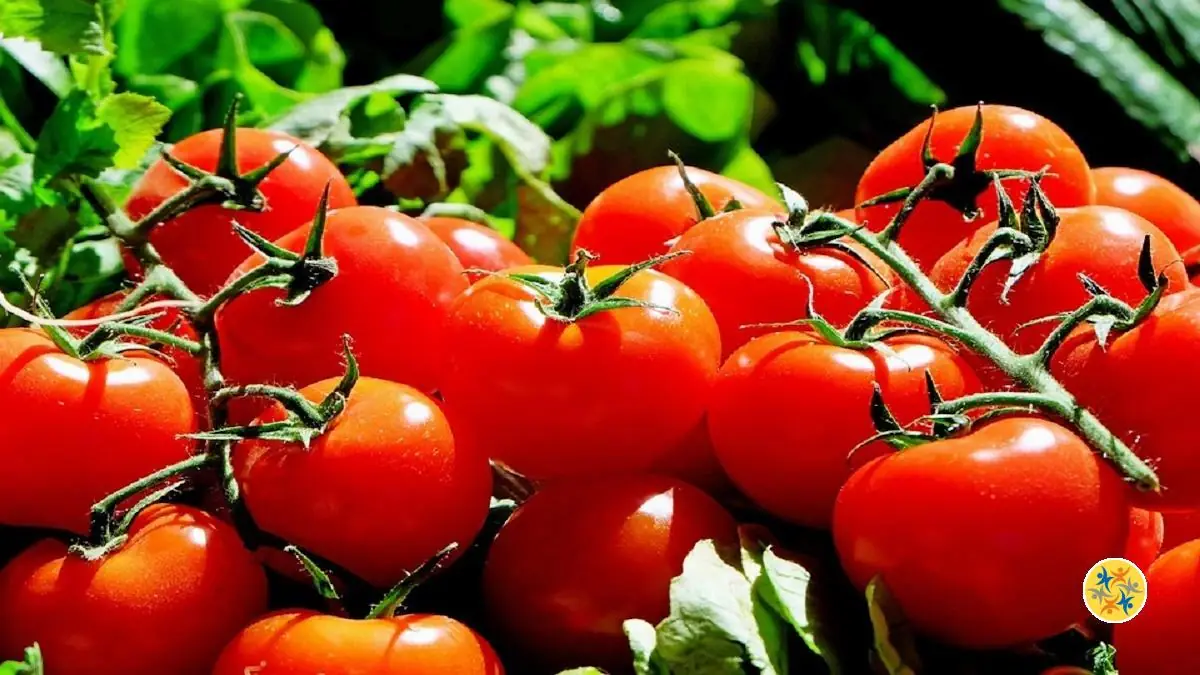 Astuces Pour Conserver Les Tomates Plus Longtemps