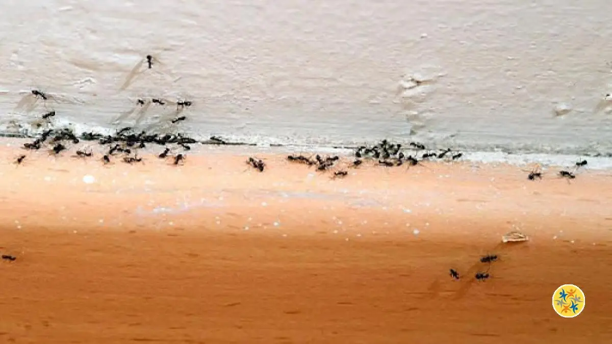 Winston Porter Baignoires D'oiseaux En Verre Pour L'extérieur - Piquets De Jardin Pour Oiseaux Et Cardinaux Mangeoires Doiseaux Pour Lexterieur Decoration De Pelouse C113353937