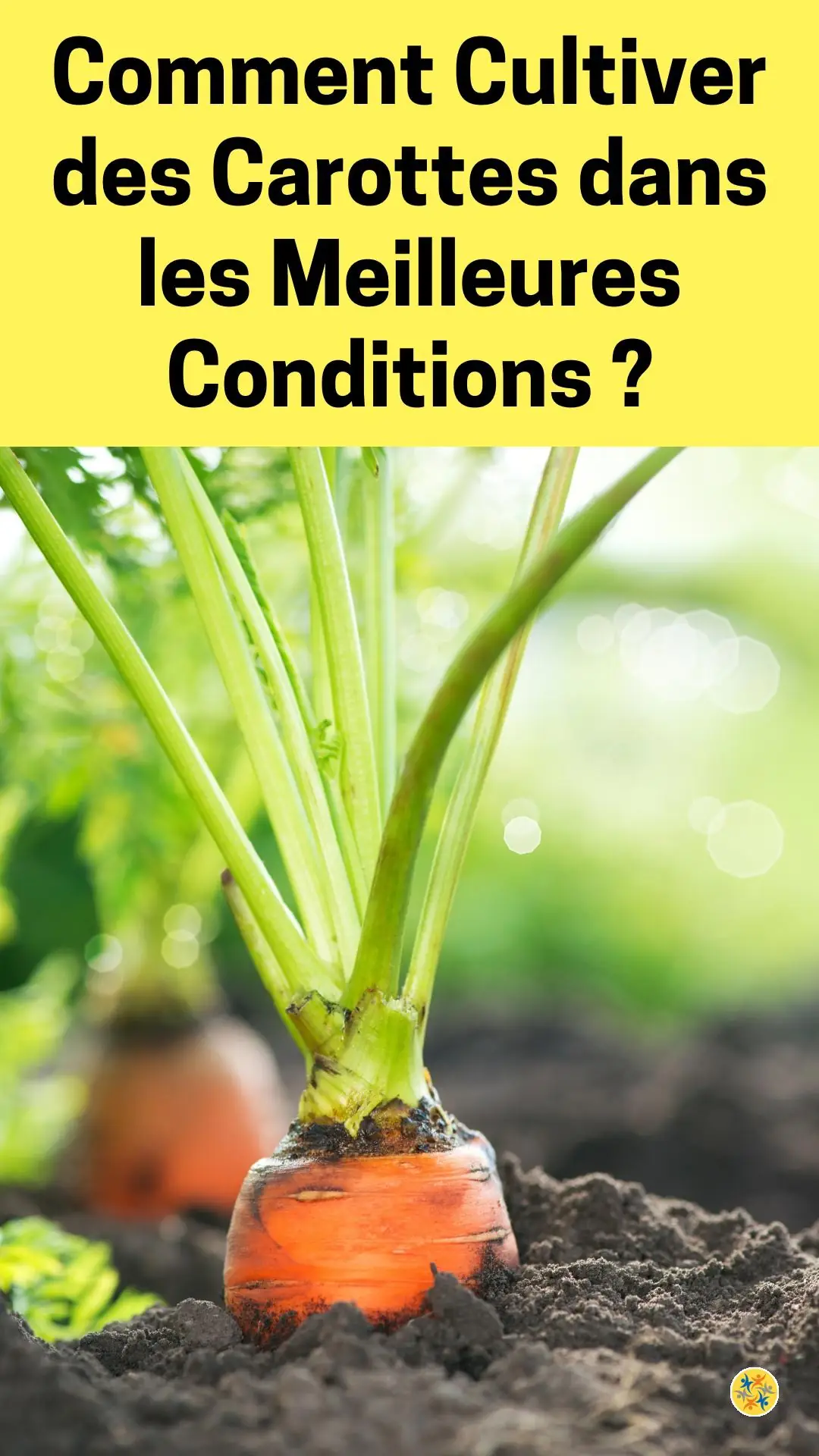 Prendre soin de son légume pendant et après la plantation 