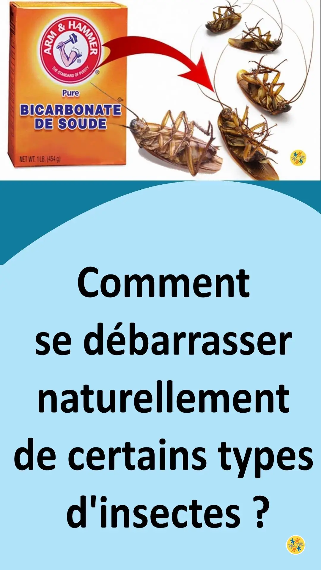 Astuce écologique pour éliminer les cafards