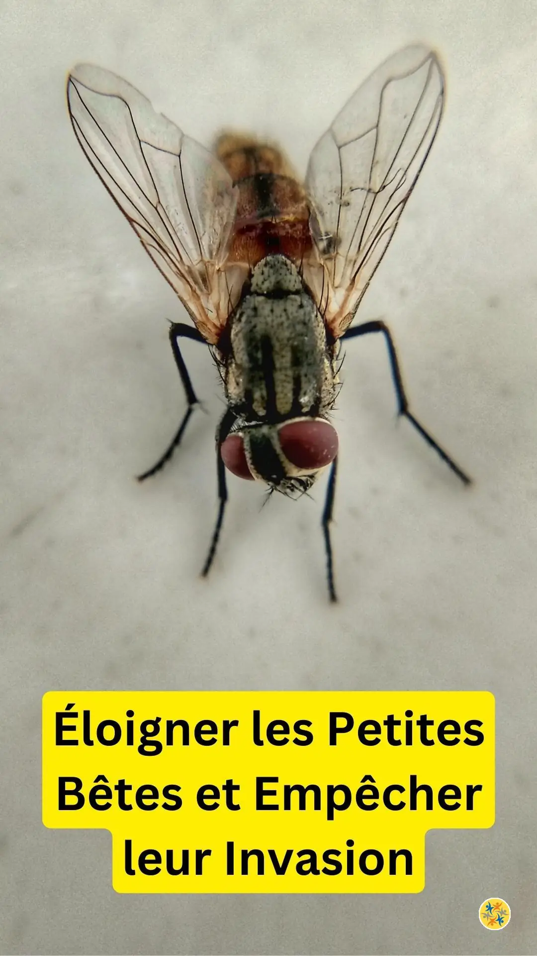 Essayer quelques méthodes écologiques contre les insectes 