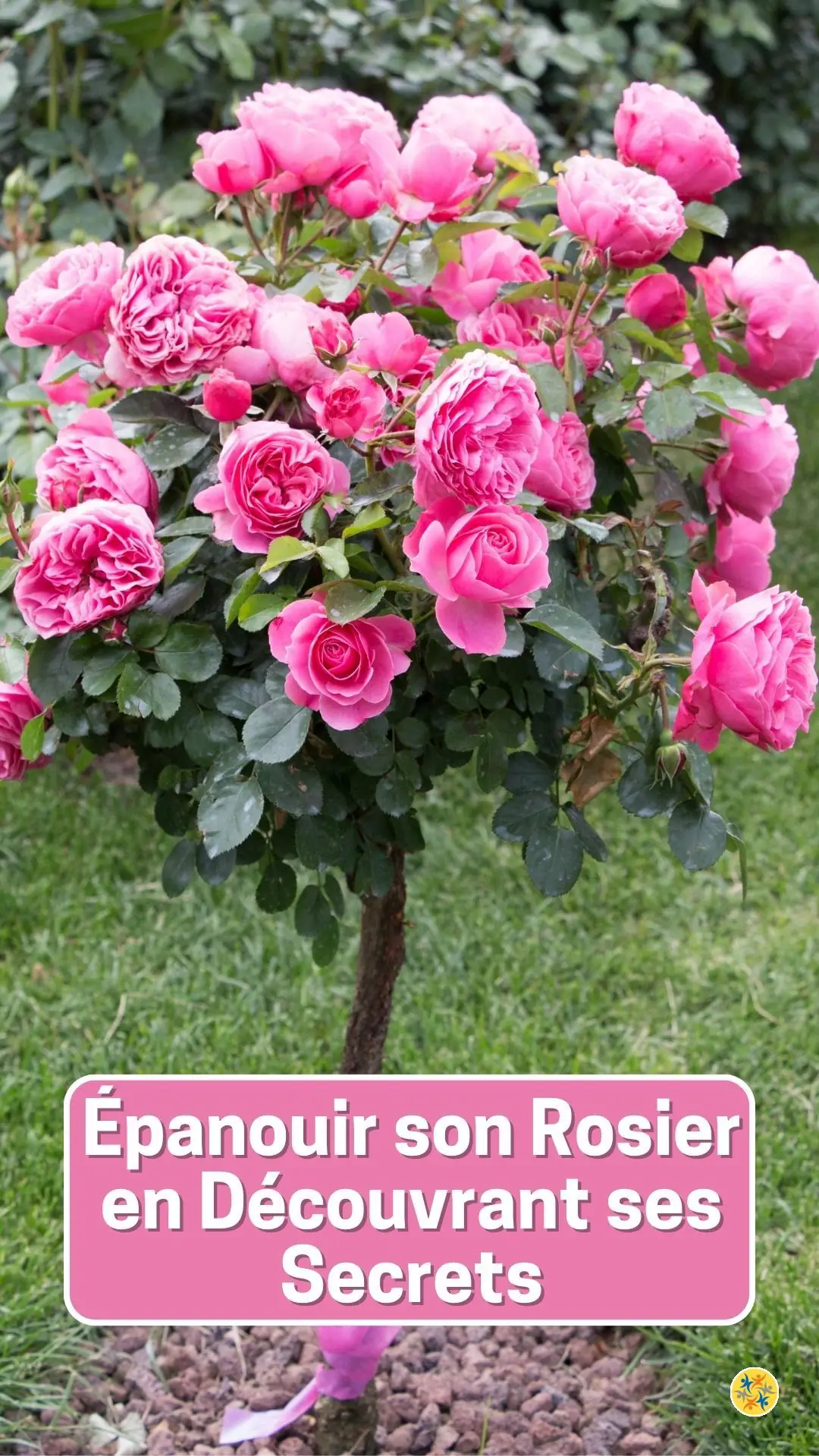 Suivre quelques ruses pour faire fleurir ses roses 