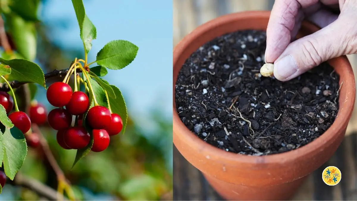 Plantation de cerisiers comment cultiver à partir d